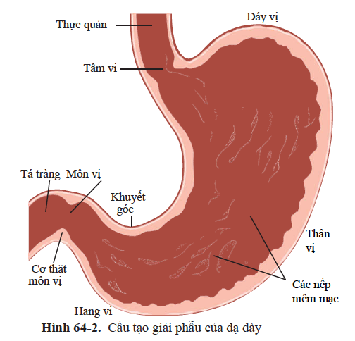 CHỨC NĂNG CƠ HỌC CỦA DẠ DÀY