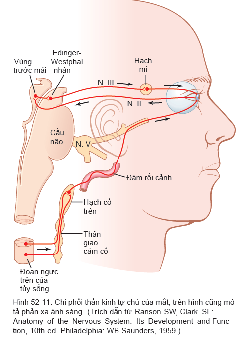 ĐIỀU HÒA TỰ ĐỘNG CỦA VIỆC ĐIỀU TIẾT VÀ ĐỘ MỞ ĐỒNG TỬ