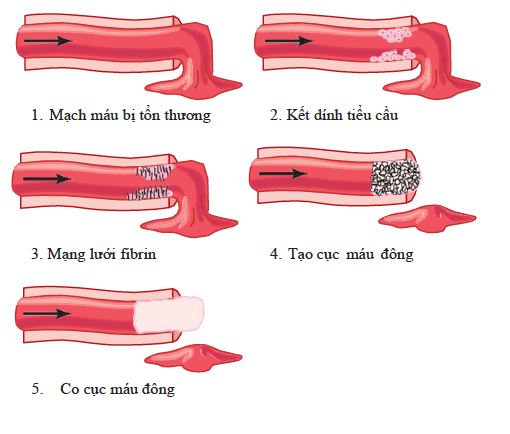 CÁC GIAI ĐOẠN CẦM MÁU