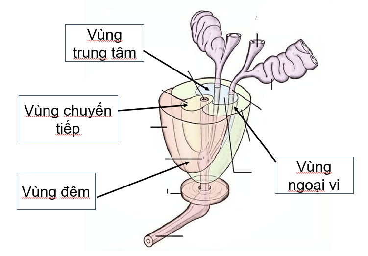 GIẢI PHẪU TUYẾN TIỀN LIỆT