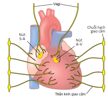 THẦN KINH GIAO CẢM VÀ PHÓ GIAO CẢM ĐIỀU CHỈNH NHỊP ĐIỆU VÀ XUNG ĐỘNG CO BÓP BỞI THẦN KINH TIM