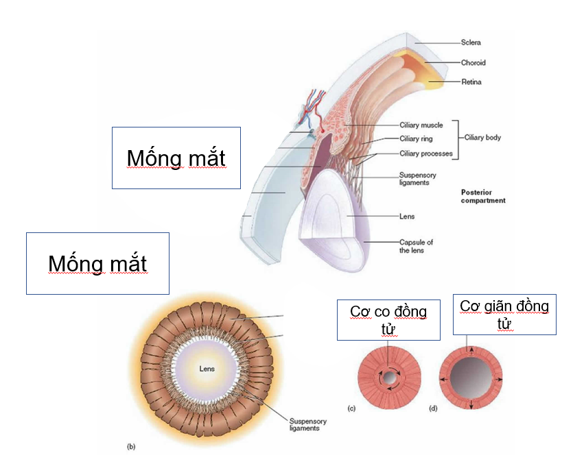 GIÃN ĐỒNG TỬ