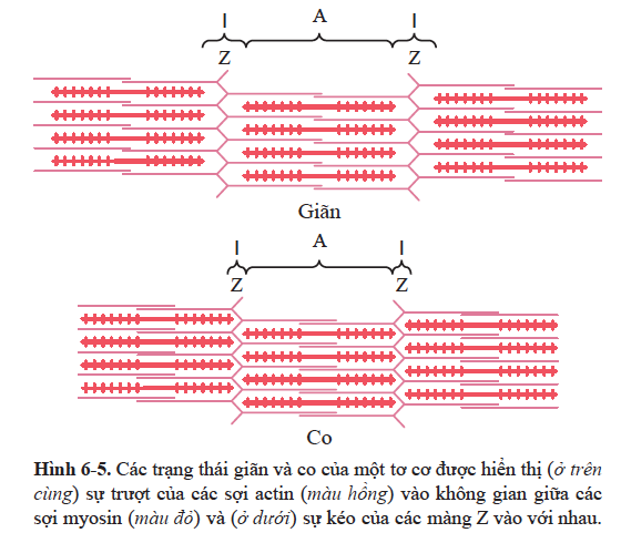 CƠ CHẾ PHÂN TỬ CỦA SỰ CO CƠ