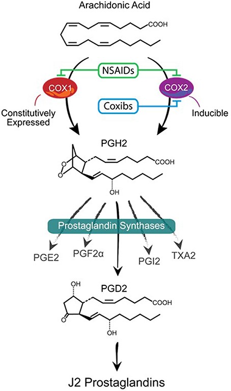 PROSTAGLANDIN