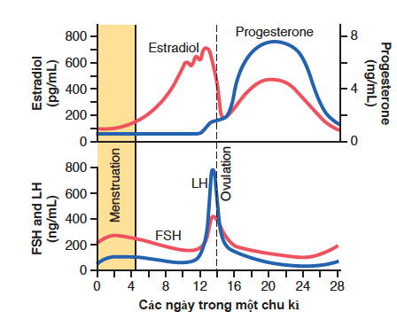 CHU KÌ BUỒNG TRỨNG: CHỨC NĂNG CỦA CÁC HORMONE ĐIỀU HÒA TUYẾN SINH DỤC