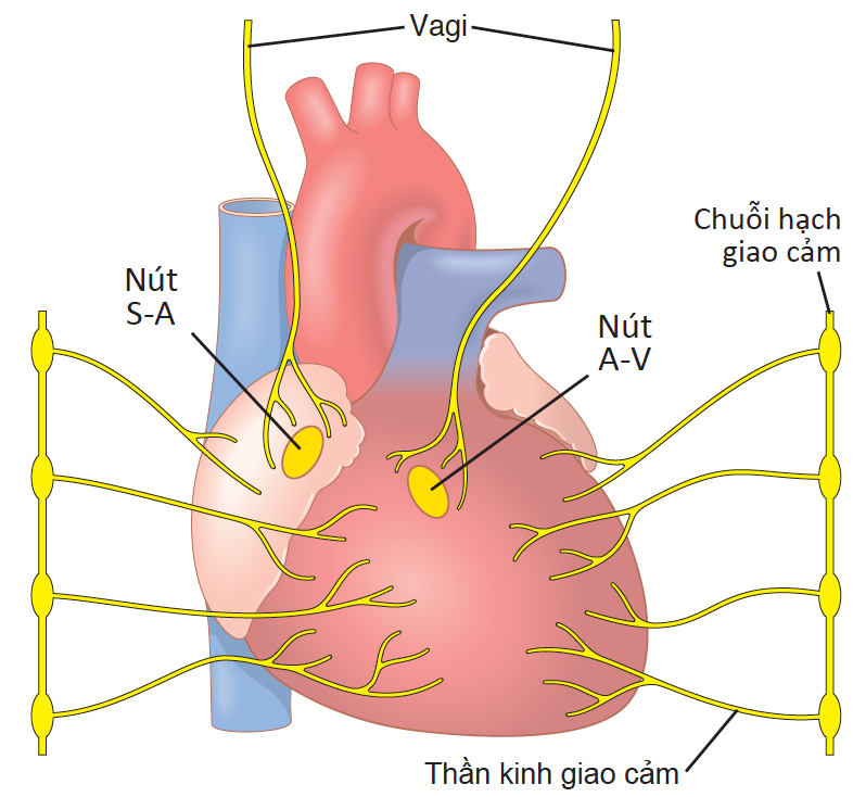 THẦN KINH GIAO CẢM VÀ PHÓ GIAO CẢM ĐIỀU CHỈNH NHỊP ĐIỆU VÀ XUNG ĐỘNG CO BÓP BỞI THẦN KINH TIM