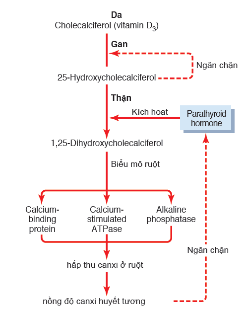 TÁC DỤNG CỦA VITAMIN D