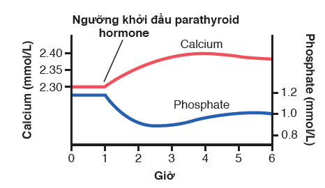 TÁC DỤNG CỦA HOCMON TUYẾN CẬN GIÁP (PTH) LÊN NỒNG ĐỘ CANXI VÀ PHOSPHATE DỊCH NGOẠI BÀO