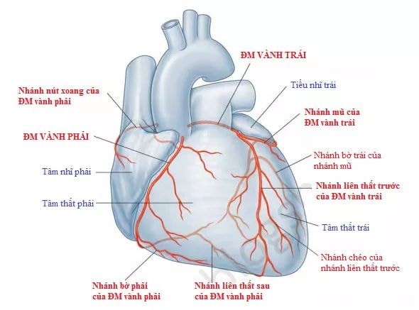 GIẢI PHẪU TIM