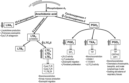 Cơ chế bệnh sinh của phản ứng do NSAID gây ra trong bệnh hô hấp trầm trọng do aspirin