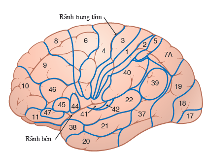 VỎ NÃO CẢM GIÁC THÂN THỂ