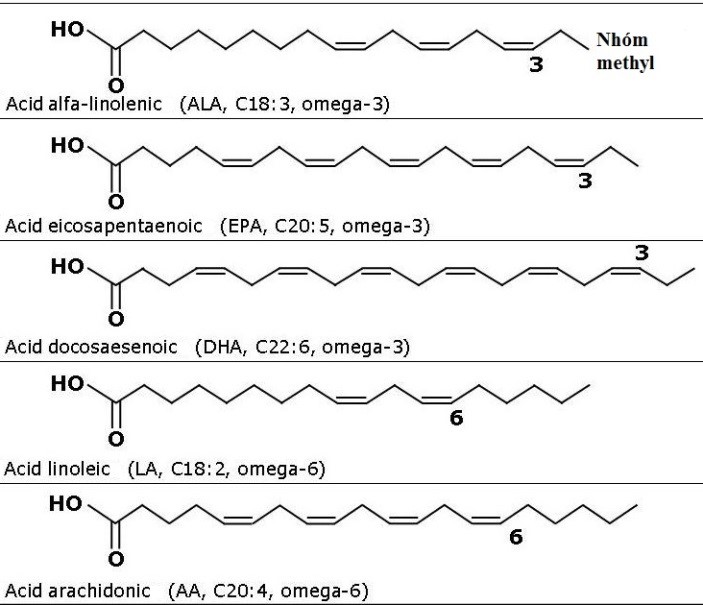 OMEGA 3 VÀ OMEGA 6