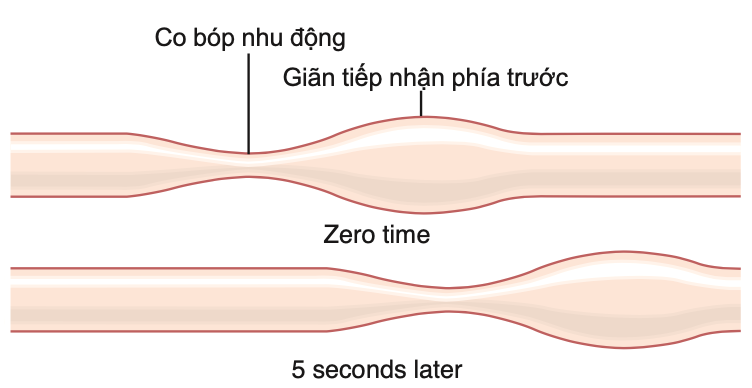 CÁC DẠNG CHỨC NĂNG CỦA VẬN ĐỘNG TRONG ỐNG TIÊU HOÁ