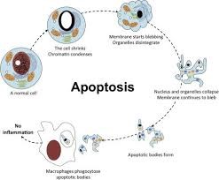 APOPTOSIS - SỰ CHẾT TẾ BÀO THEO CHƯƠNG TRÌNH