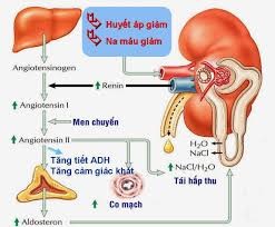 Vai trò của hệ thống Renin-Angiotensin trong duy trì  huyết áp động mạch bình thường