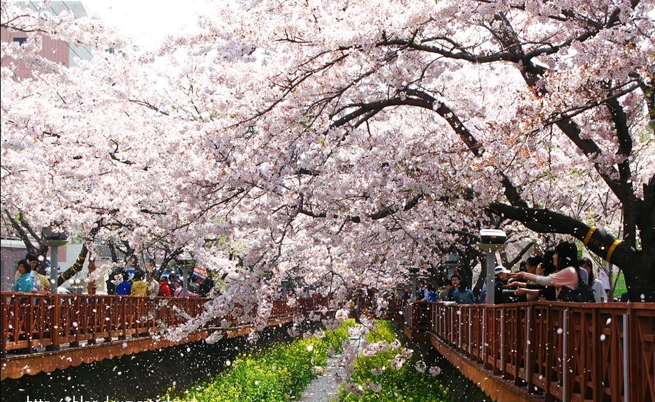진해 군항제(벚꽃 축제)