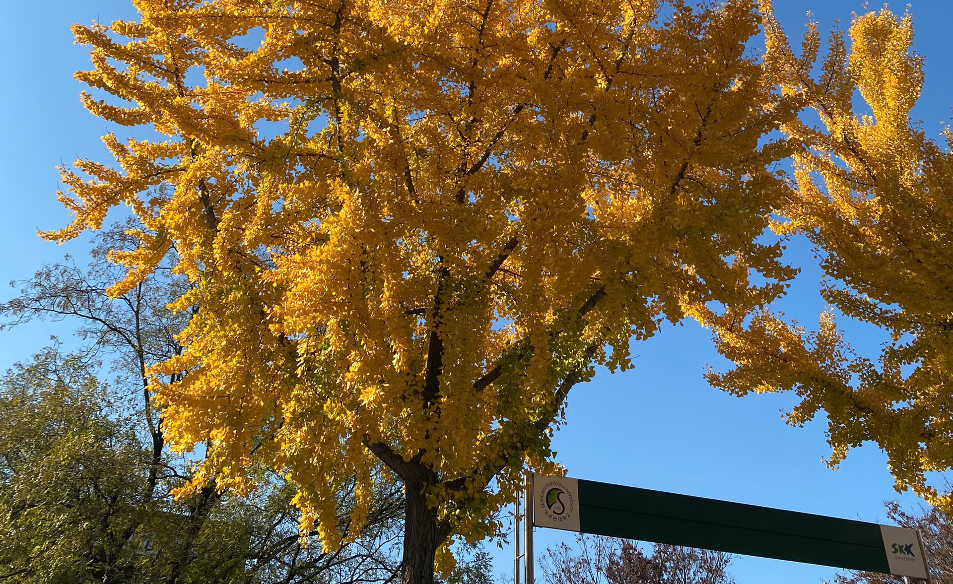 한국의 가을 축제들 - Các lễ hội mùa thu của Hàn Quốc