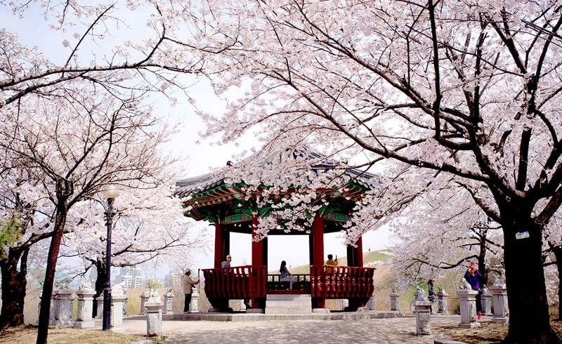 한국의 봄: 꼭 해봐야 할 것들 Mùa xuân ở Hàn Quốc: Những việc nhất định phải làm