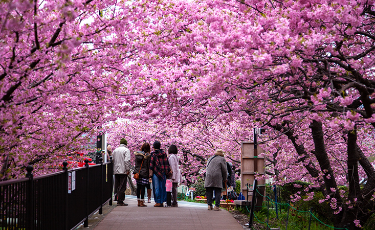 NHẬT BẢN THÁNG 4 - KHI ĐẤT NƯỚC MẶT TRỜI MỌC KHOÁC ÁO HỒNG