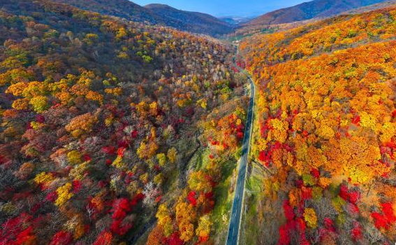 为秋日“染色” 吉林蛟河长白山红叶旅游季启幕 (MISS THAO NHI)