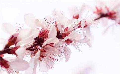 桃花的意义 (MISS HUONG TRANG)