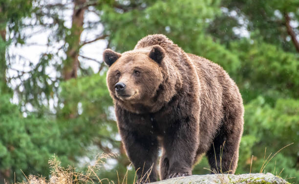 棕熊先生的T恤衫 (MISS THANH NGA)