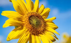 忙碌夹杂着惊喜 (MISS MAI LAN)