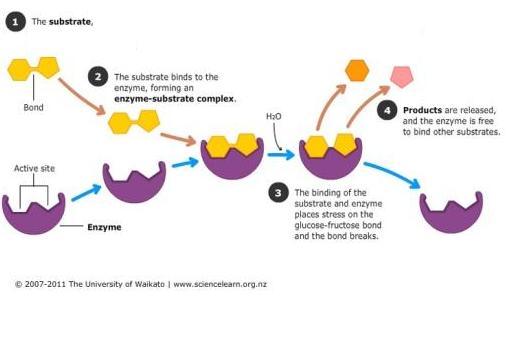 CƠ CHẾ TÁC DỤNG CỦA ENZYME