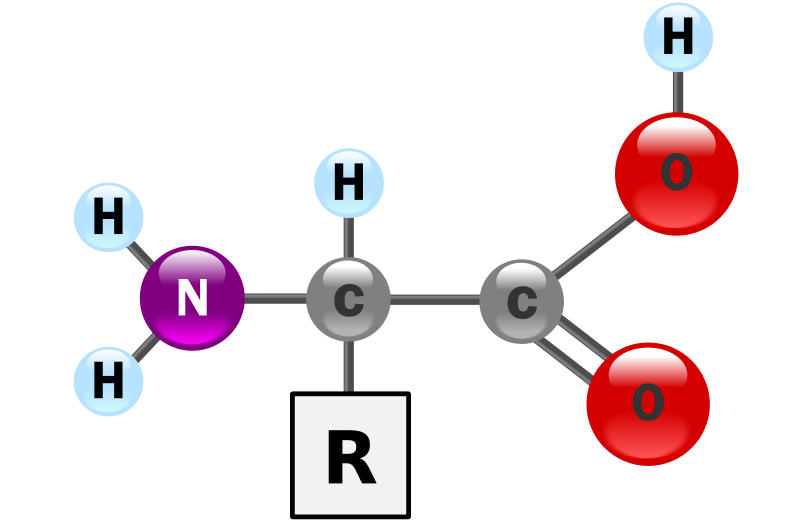 Các amino acid thiết yếu