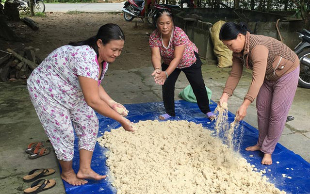 Người dân ủ bã đậu nành cho bò ăn