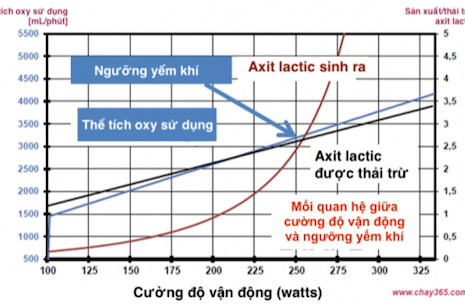 Hô hấp tế bào - Ảnh hưởng của hô hấp hiếu khí và kỵ khí trong luyện tập thể thao và ngưỡng lactate