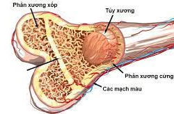 Hóa học và y học: Khối lượng riêng của xương