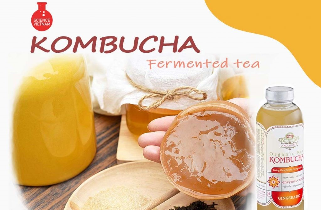 KOMBUCHA  VÀ NHỮNG ĐIỀU CẦN BIẾT