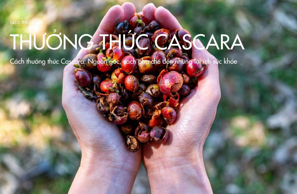 Trà cascara