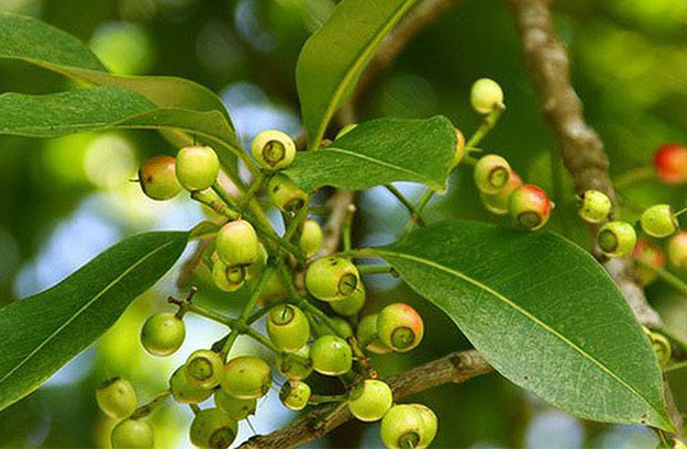 Các tác dụng của lá vối 