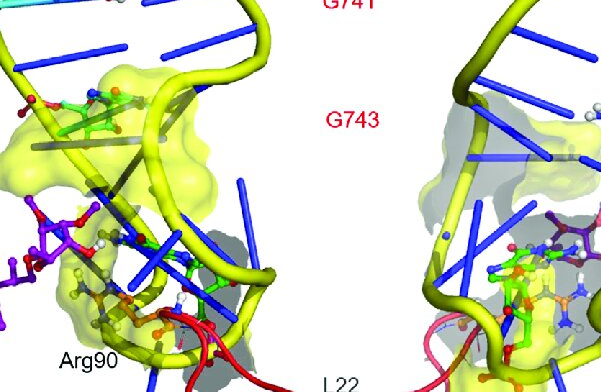 Giải mã "Trung tâm Điều khiển": Kỹ thuật Di truyền Bộ gen Nhân của Tảo