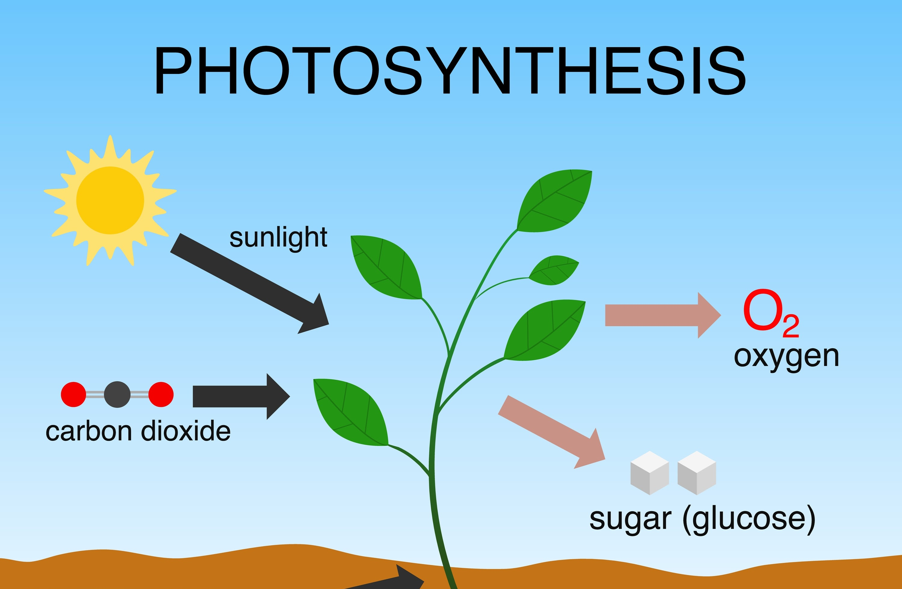 Sinh khối khổng lồ của thực vật đến từ đâu?