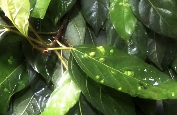 Những tác dụng của lá sung