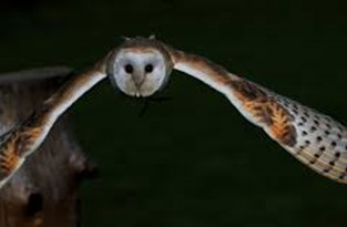 Vì Sao Video Ngắn Lại Là "Vũ Khí" Tối Ưu Để Chinh Phục Vật Lí?