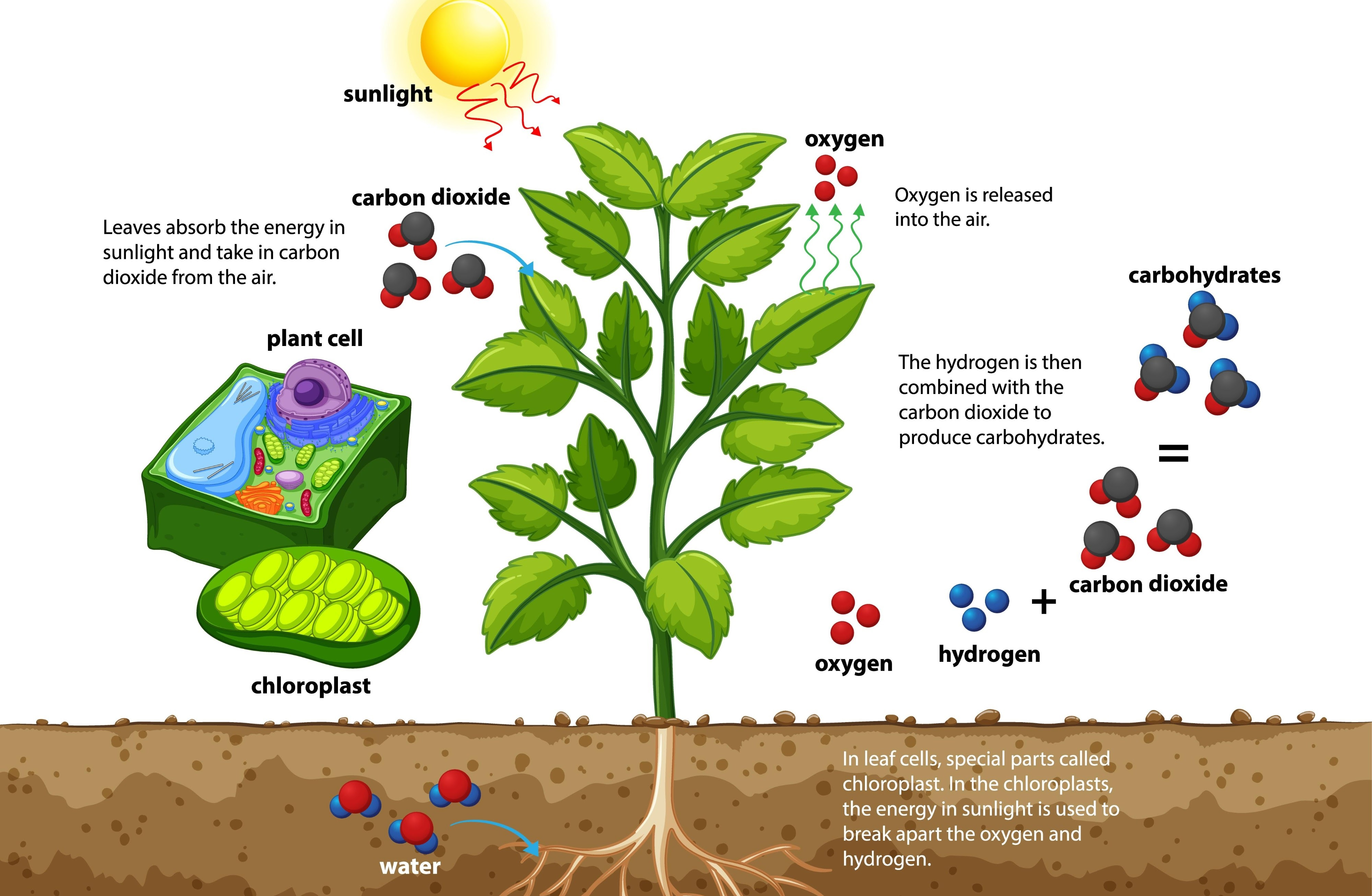 Nguồn gốc Khối lượng của Thực vật: Không phải từ Đất