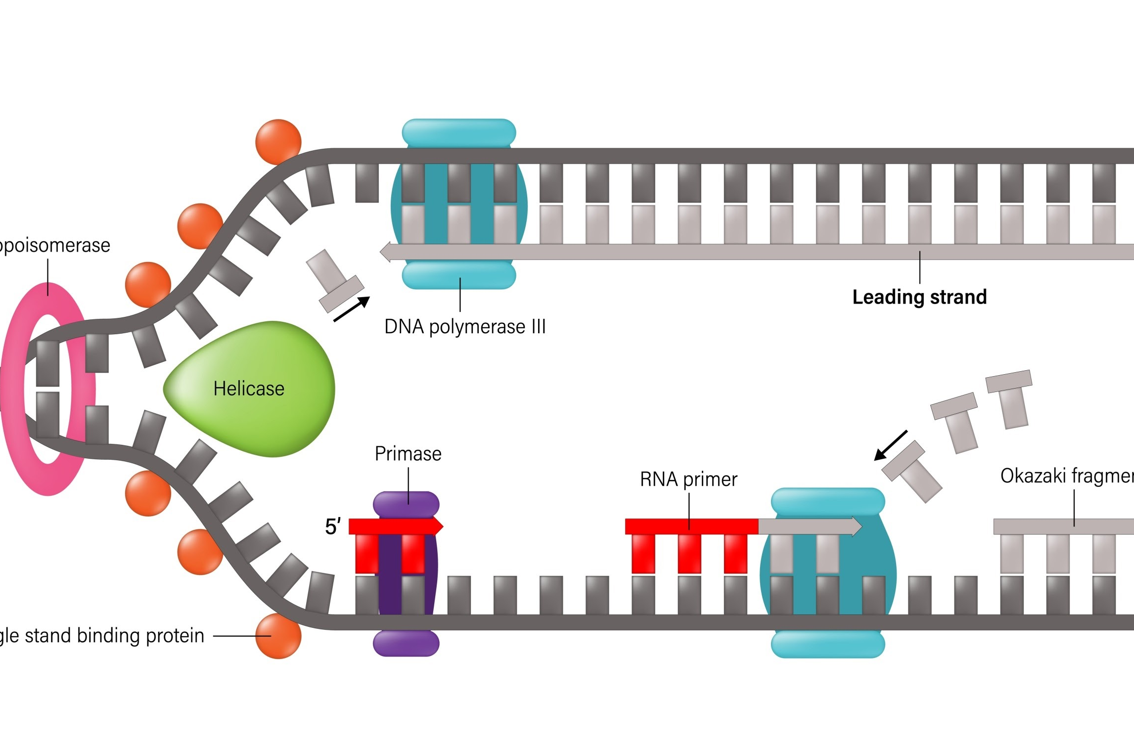 DNA: Cuốn Sách Hướng Dẫn Của Sự Sống