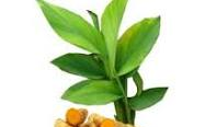 BỘT LÁ NGHỆ: TỪ PHẾ PHẨM NÔNG NGHIỆP ĐẾN NGUYÊN LIỆU GIÁ TRỊ CAO