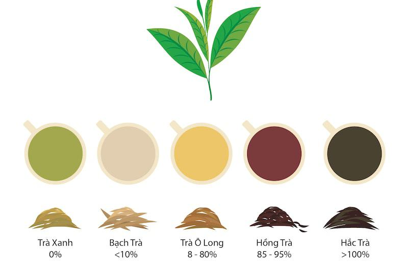 Mức Độ Oxy Hóa Và Tóm Tắt Quy Trình Tạo Nên 6 Loại Trà Kinh Điển