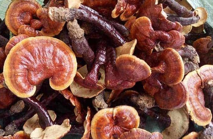 Nấm linh chi có tác dụng gì? 