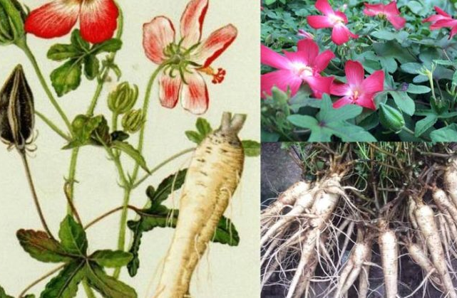 Sâm bố chính (Abelmoschus sagittifolius): vị thuốc nam quý