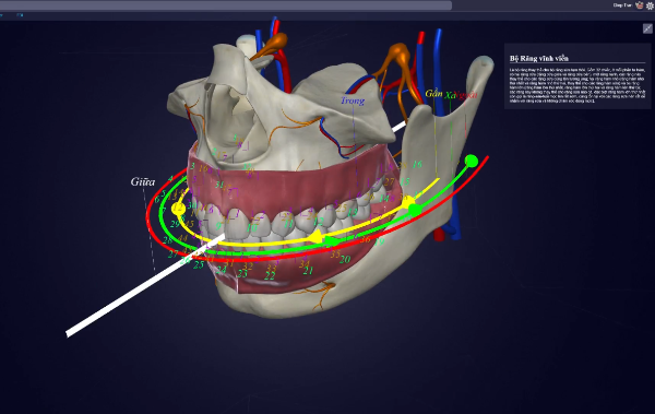 Dental Anatomy - Ứng dụng Công nghệ thực tại ảo và dữ liệu lớn xây dựng ...