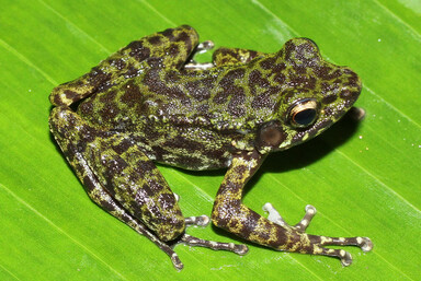 A new species of Odorrana (Anura, Ranidae) from the limestone karst forest of northern Vietnam