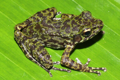 A new species of Odorrana (Anura, Ranidae) from the limestone karst forest of northern Vietnam