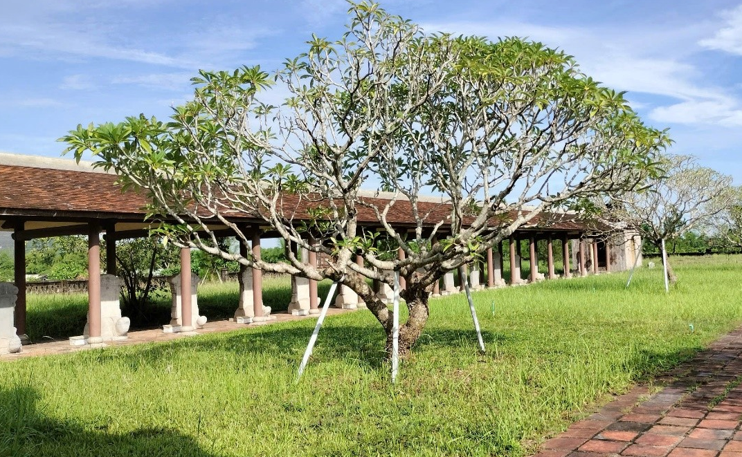 Văn miếu Huế – Di sản tôn vinh Đạo Học đang được đại trùng tu